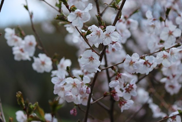 アルテピアッツァ美唄４６